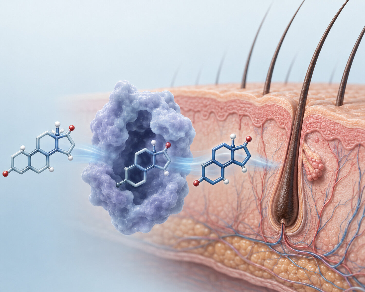 Illustrazione medica della 5-alfa-reduttasi che converte il testosterone in DHT nei follicoli piliferi